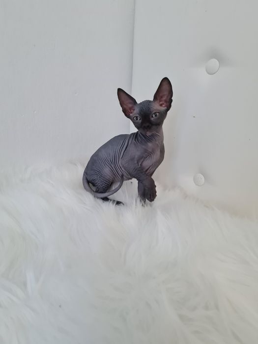 Pisicuta sphynx mascul