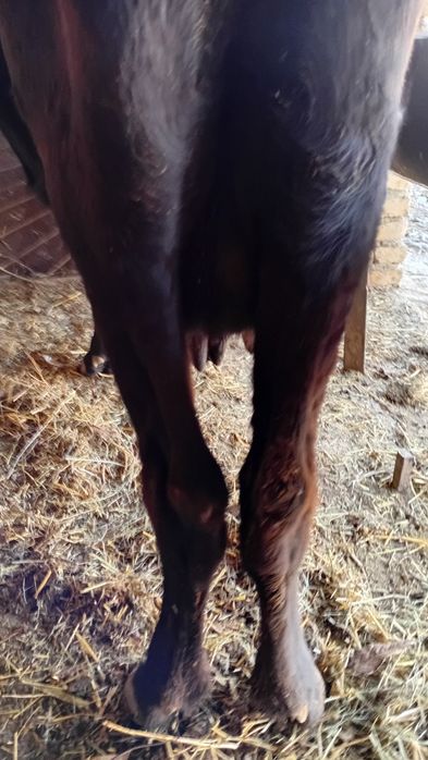 Sirgr bolasi novoscha