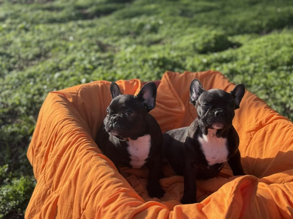 Два прекрасни френски булдога