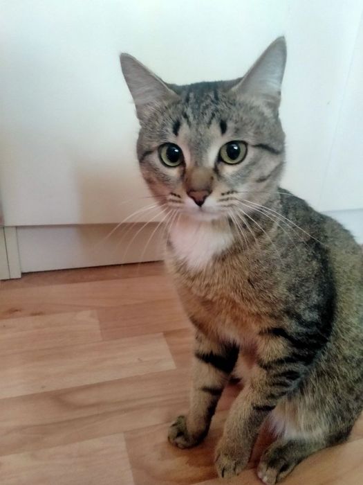 Отдам кота 9 месяцев