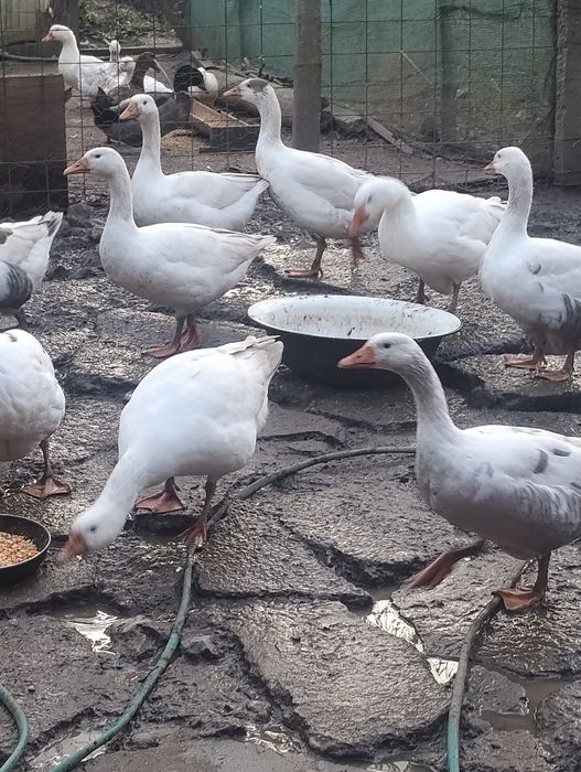 Vând familie de gâște