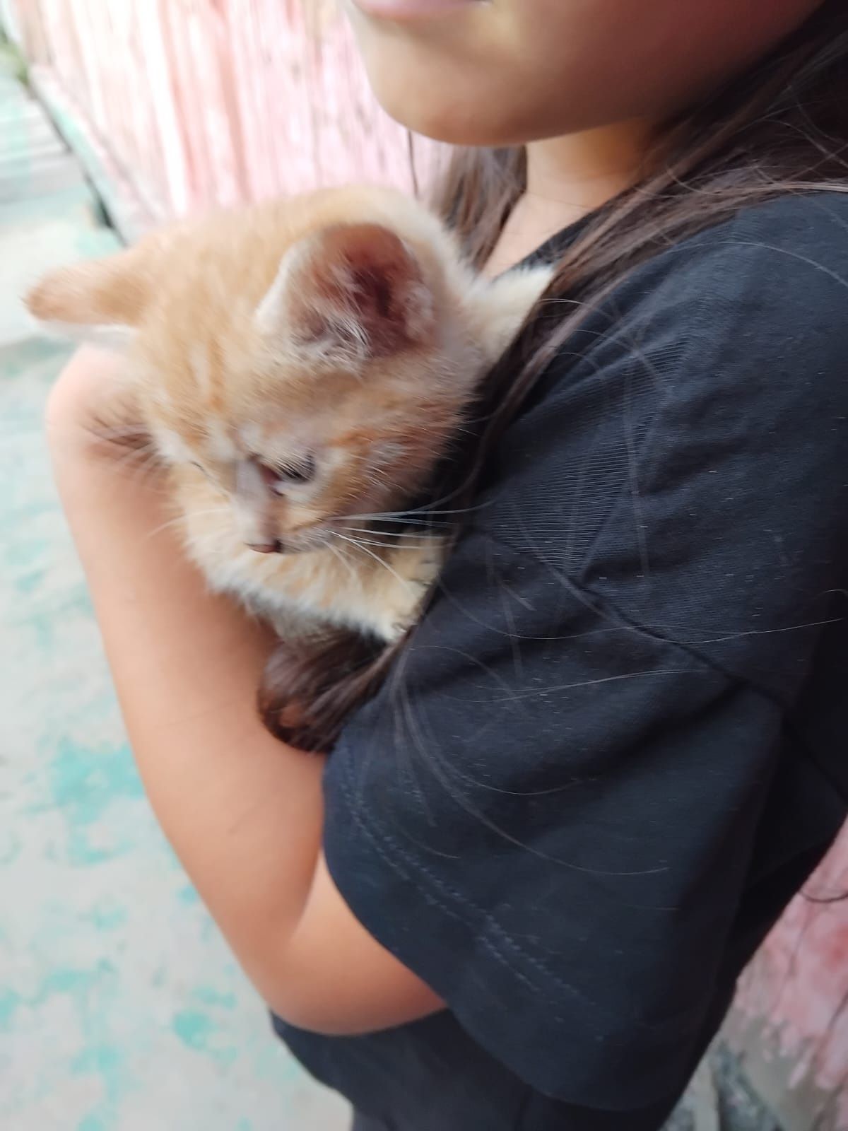 Отдам красивых и умных котят
