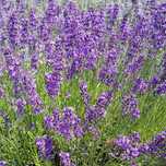 Ulei esential de lavanda