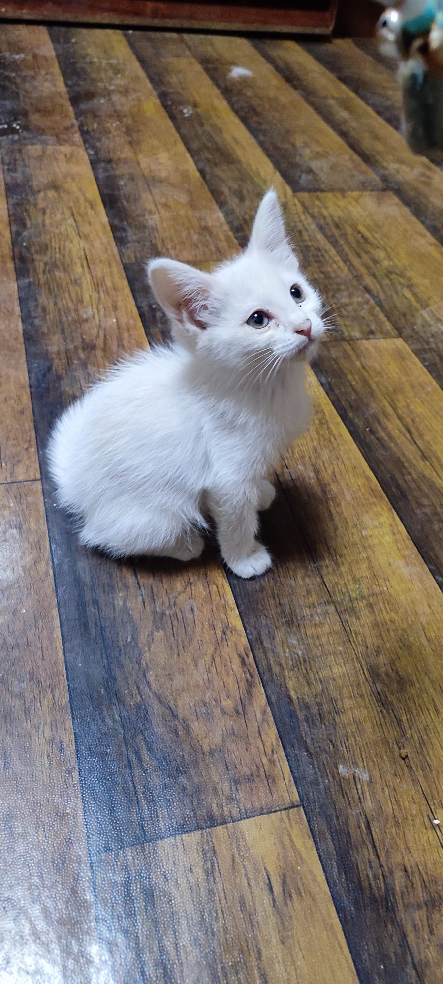 Oq angora mushukcha