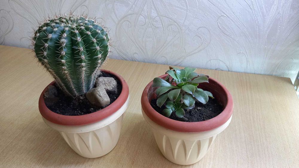 Продам кактус и эхеверия