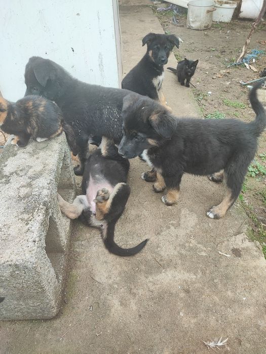 Подарявам тези зверчета на 2-месеца.Майка-каракачанка,баща-немец. Ли