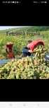 De vânzare struguri de vin Toate soiurile alb și negru