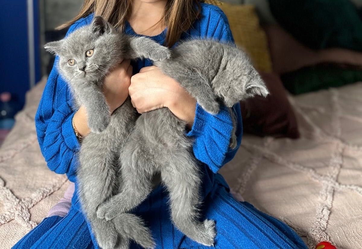 British shorthair Blue (poze reale)