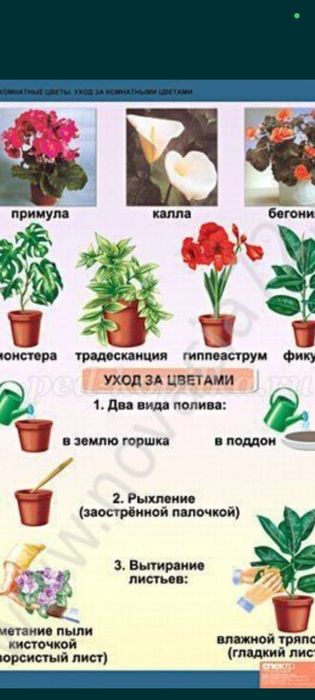 Ofis honadon gularn parvarish hizmat