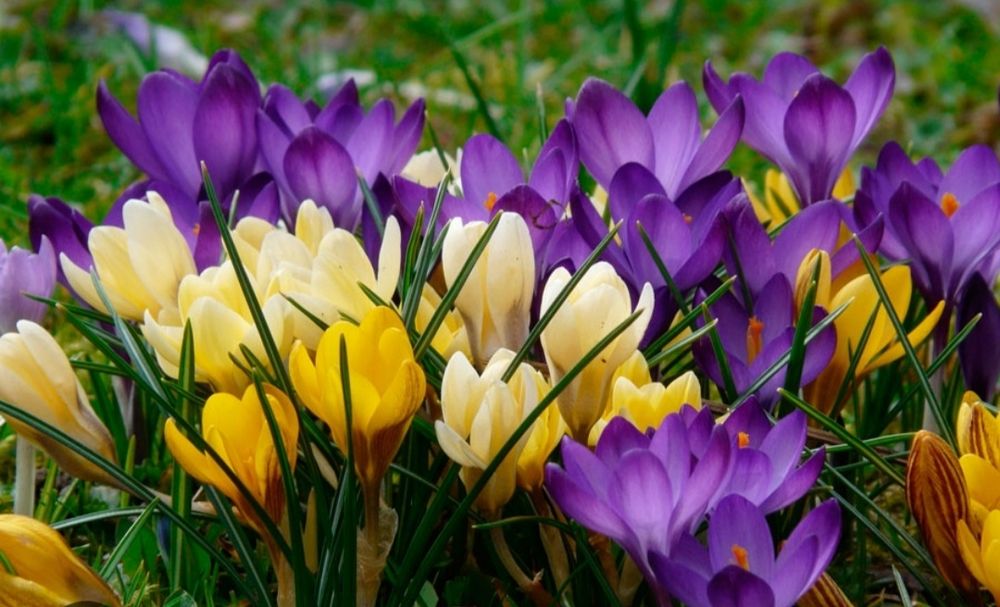 Крокус продам разние растения