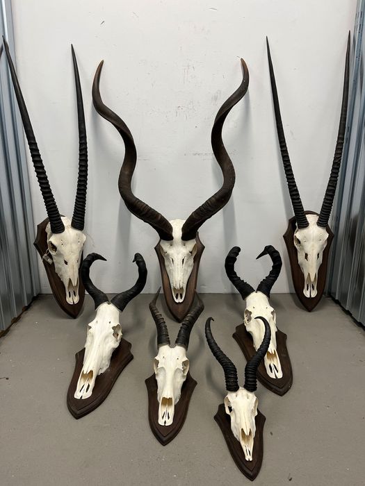 Трофеи, Африка, лов