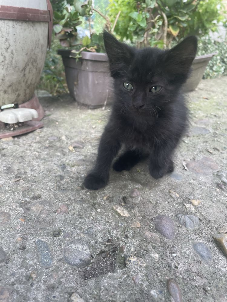 Малки котенца си търсят дом