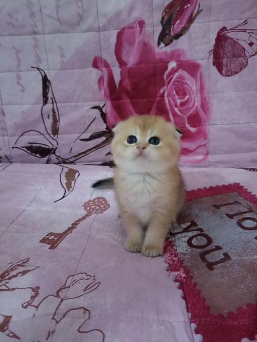 Британский короткошерстные