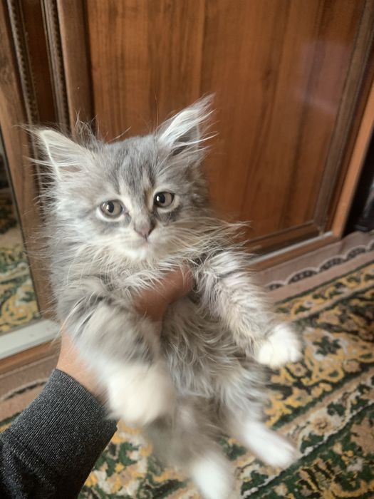 Продаётся кот, договоримся .