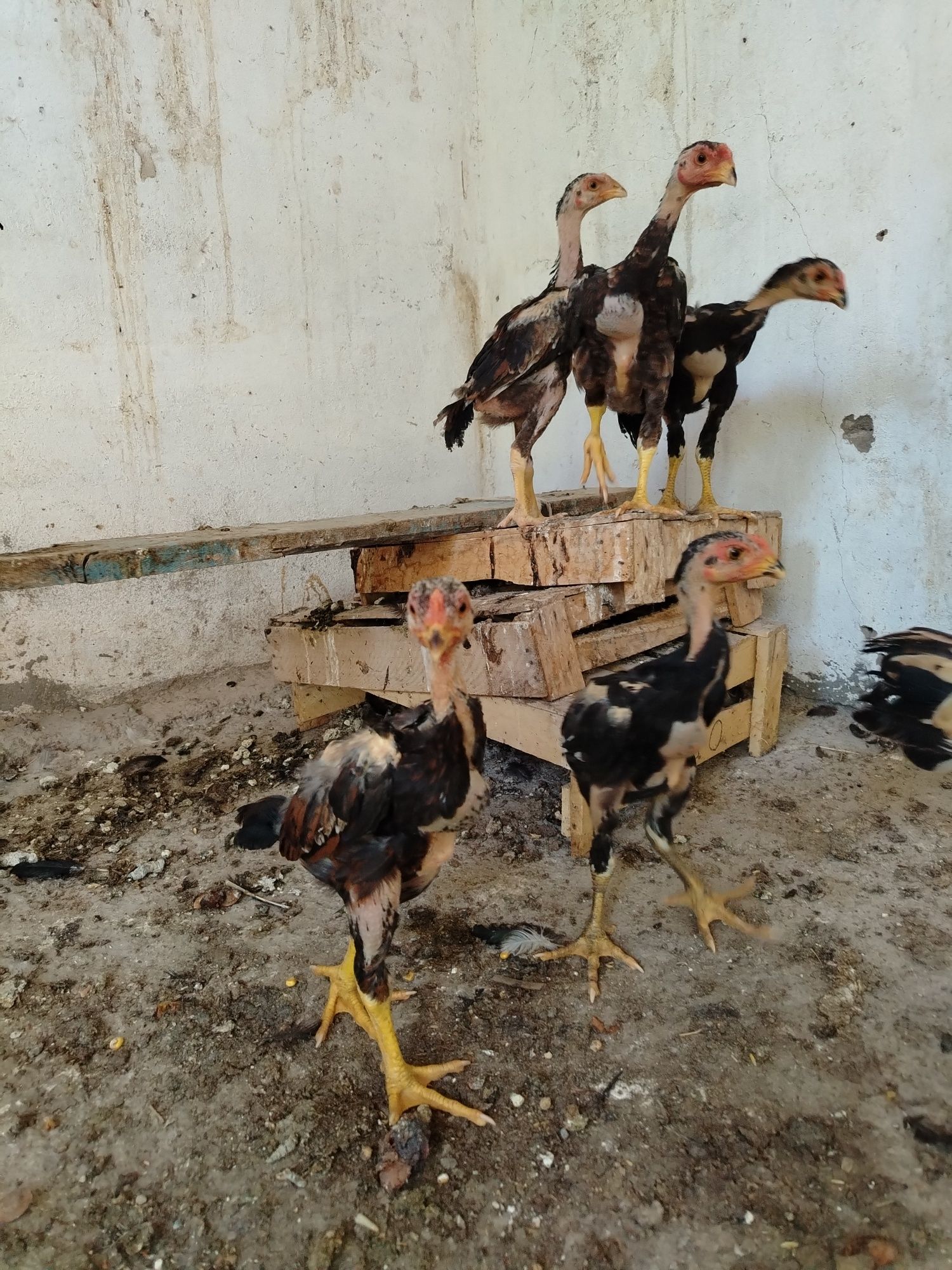 Dakan jo'jala sotiladi