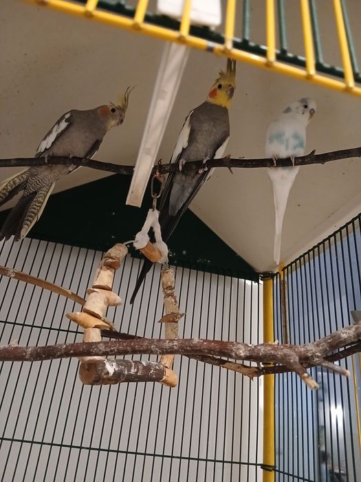 Papagali, cantatori si nimfe