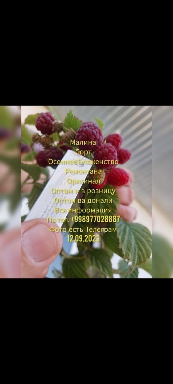 Малина осеннее блаженство