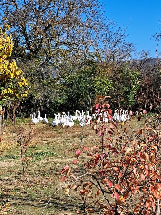 Vând Gâște tinere în Com Pufesti