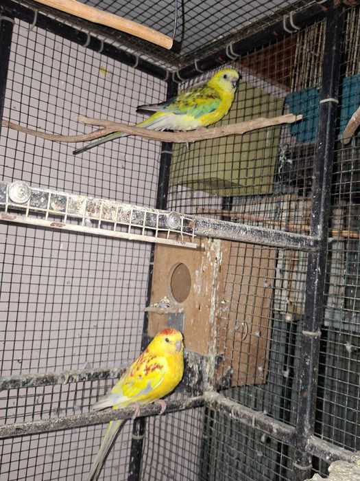 De vânzare papagali cantatori