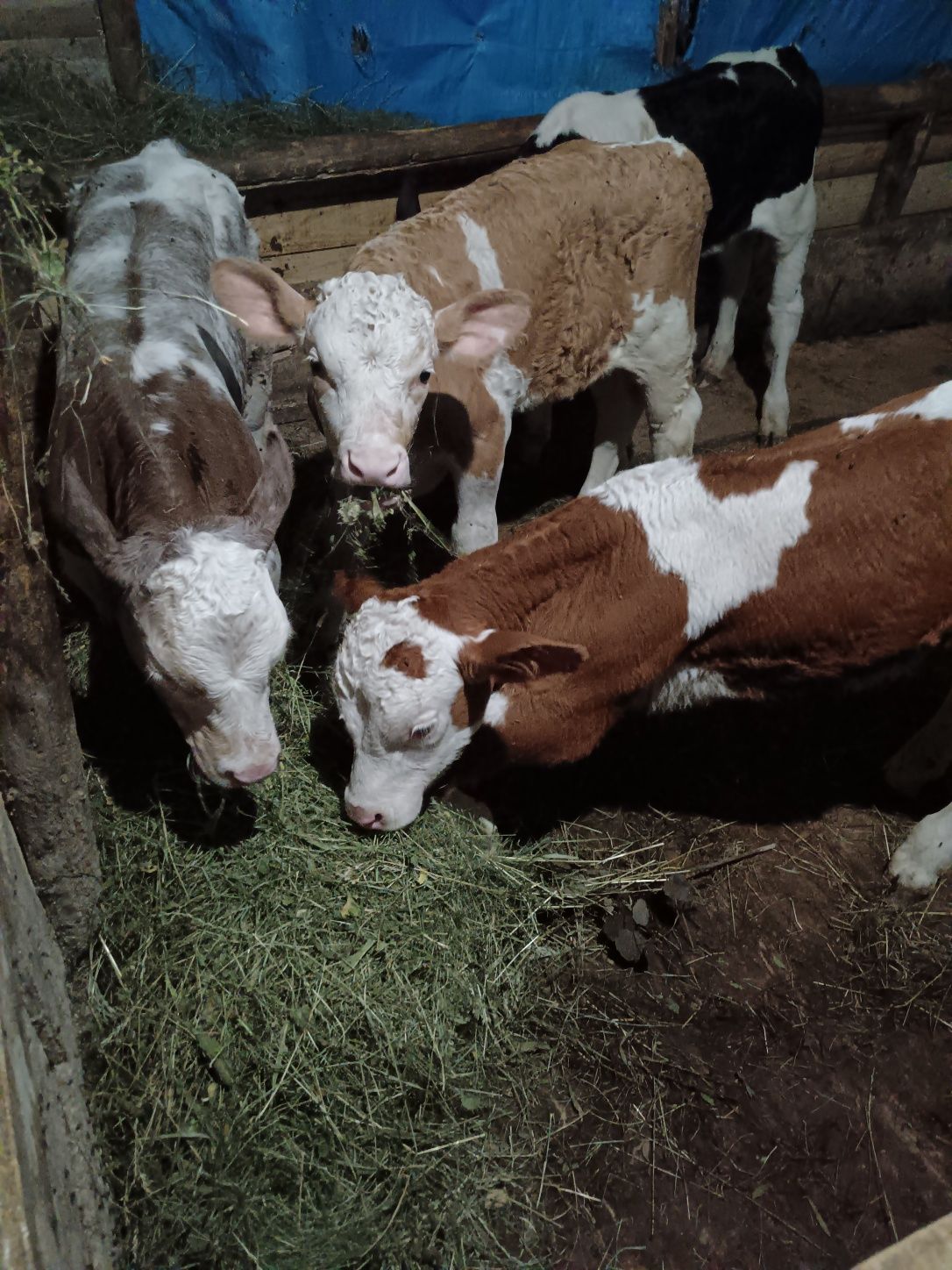 15 taurasi de vânzare între 90 100 și 110 kg