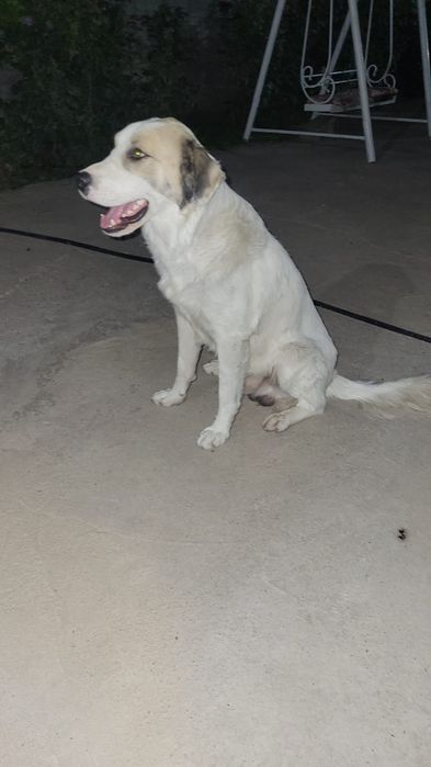 Ит,егілген,таза ,үйдің күшігі