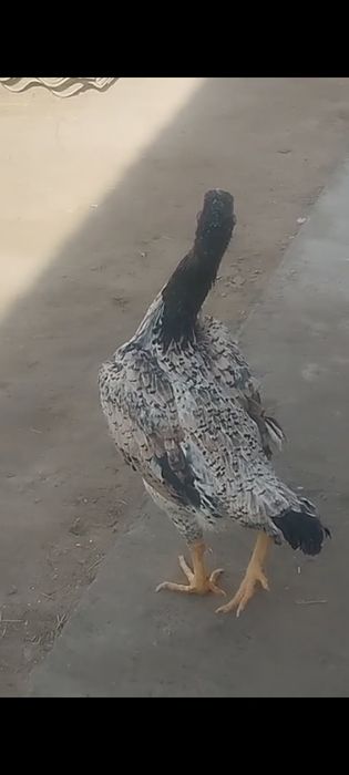 Сатлады срочнааа