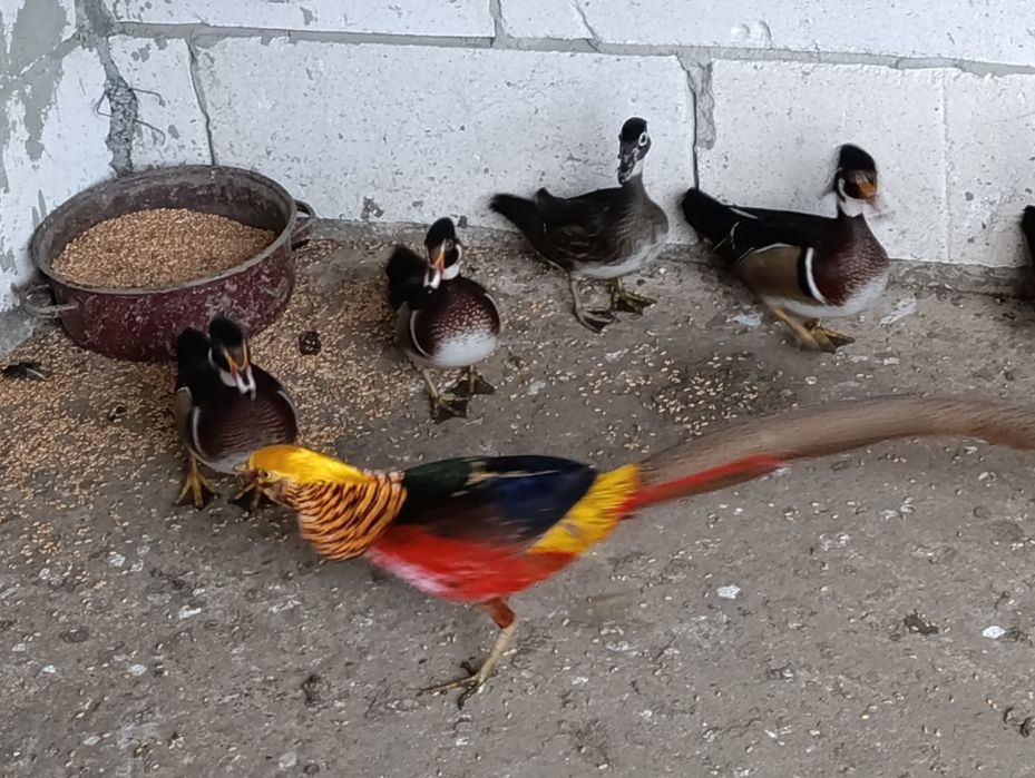 Rate Caroline de vazare