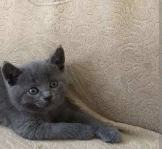 Шолладские шикарные котята, 1.5 мес ходят в лоток