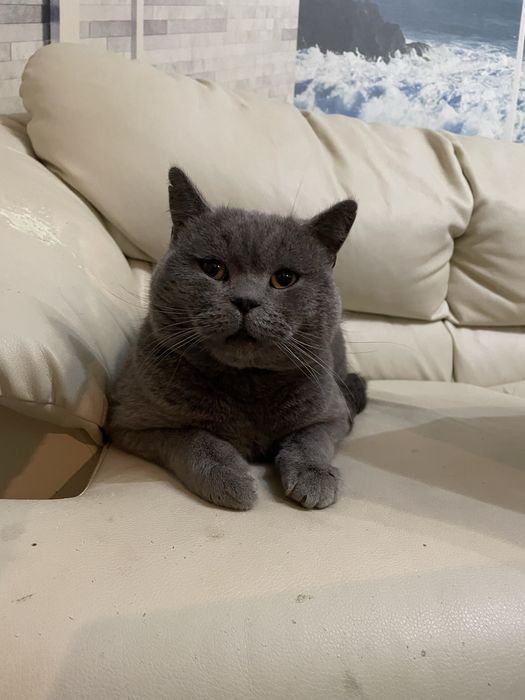 Британска късокосместа