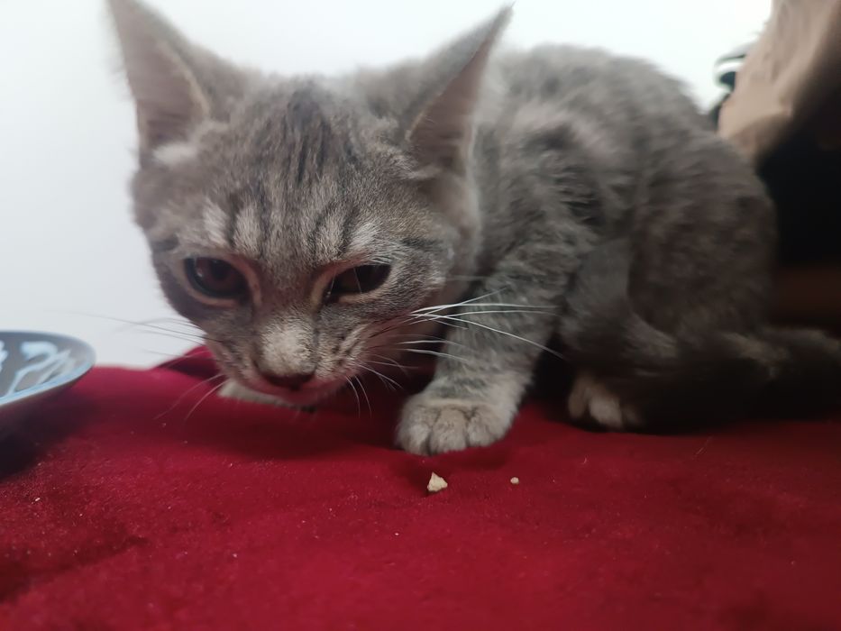 Кошка или кот отдам даром