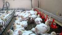 Инкубационное яйцо и цыплята бройлеры Кобб Белоруссия оплод 90 процент