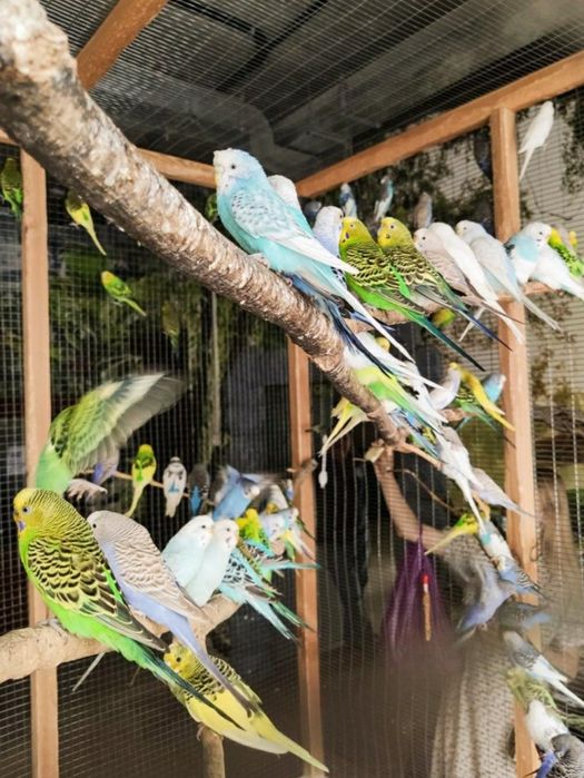 Попугай папугай  клетка