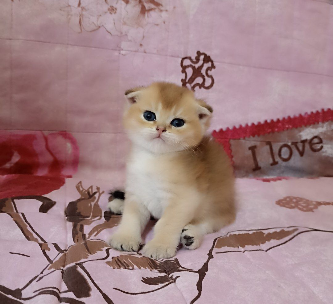 Котята золотой шиншила 1 мец