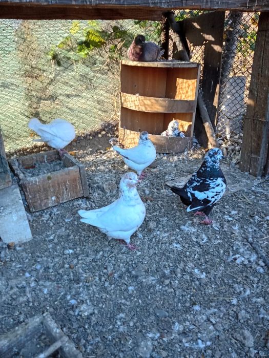 Vând porumbei kingi