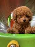 Pui Poodle Toy – calm, blând, cu documente complete
