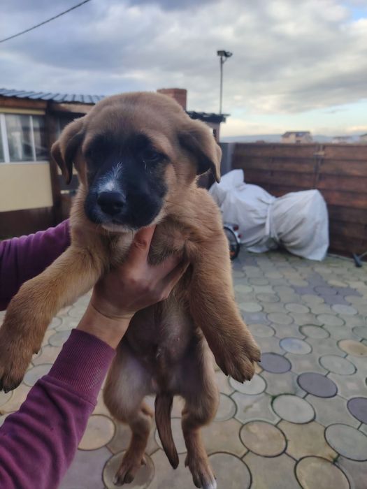 Donez cățeluși foarte jucausi