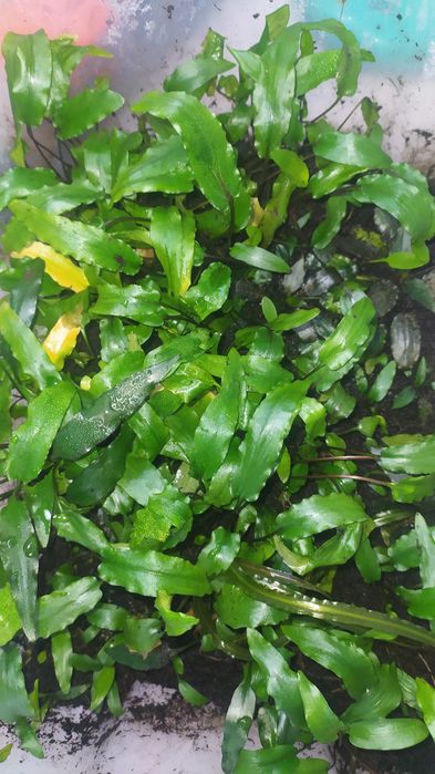 Криптокарины Вендта и Парва (очень низкая и маленькая из Криптокарин)