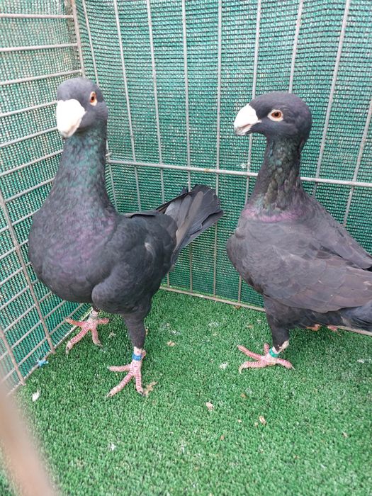 Voiajori Germani disponibili