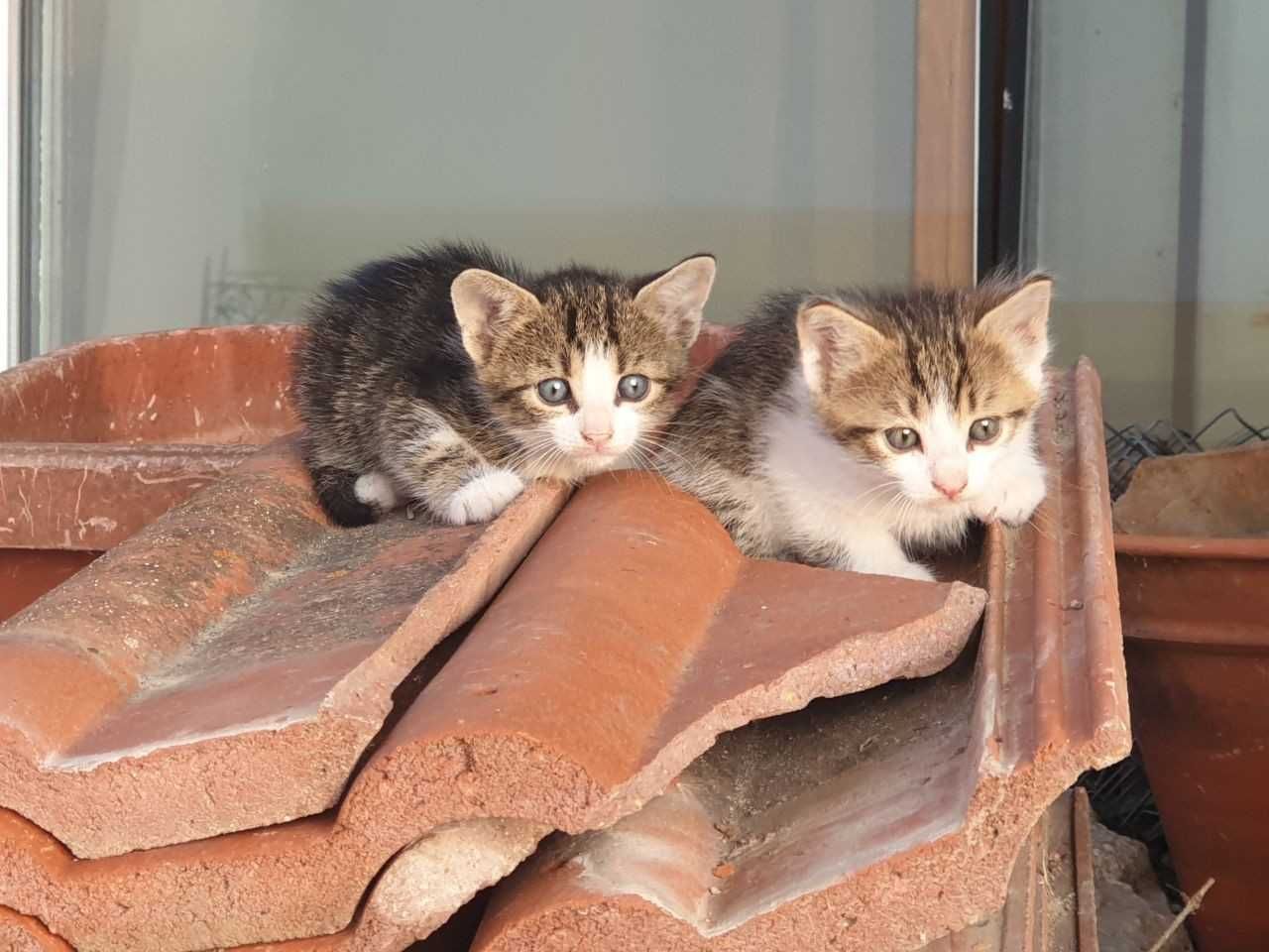 Котки за предаване в любящи ръце