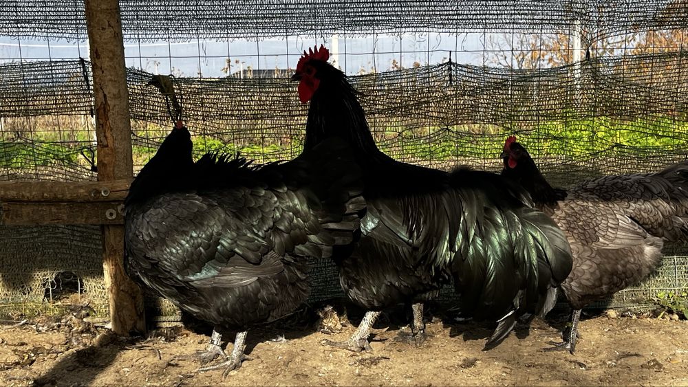 Australorp oua de incubat