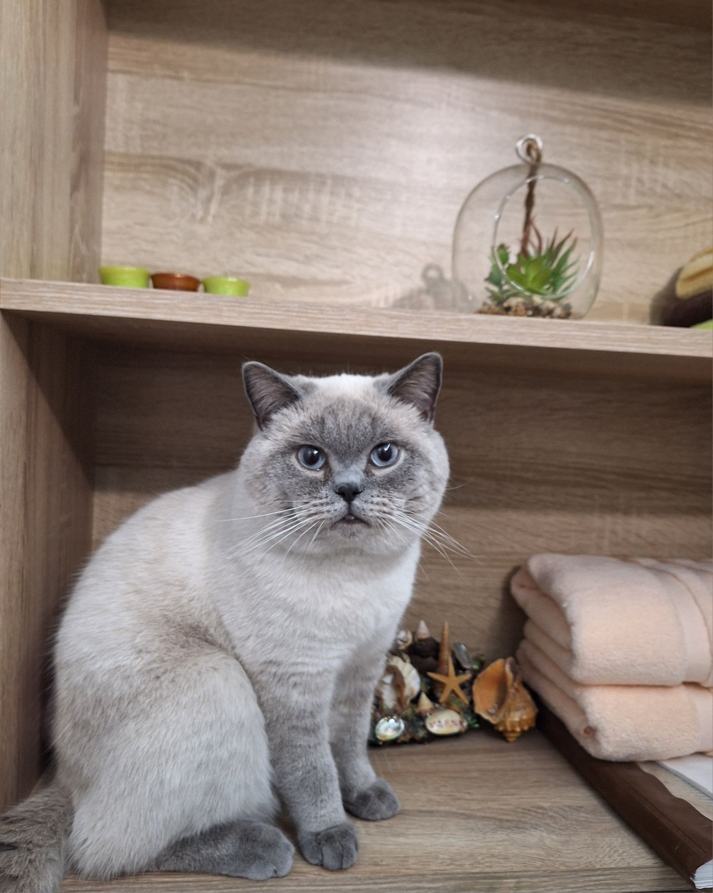 Британкса късокосместа сива
