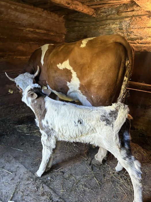 Vând vacă de 4 viței