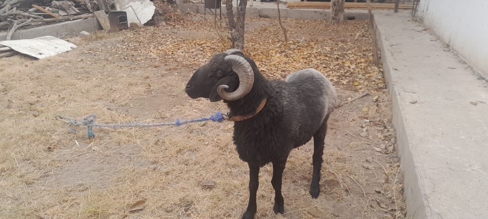 Кучкор кузи сотилади галишамиз