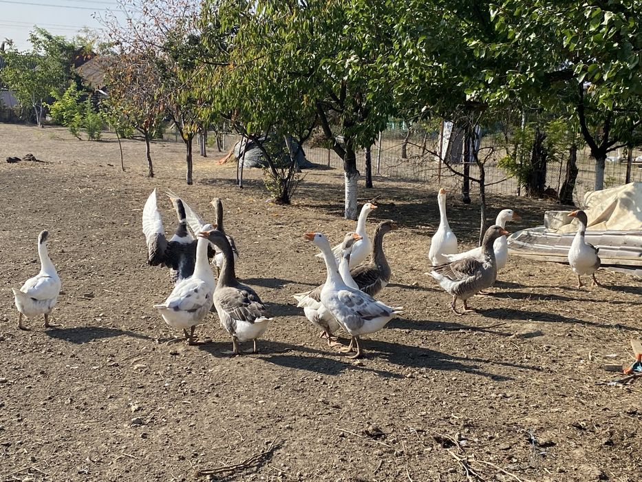Gâște de casă,crescute natural