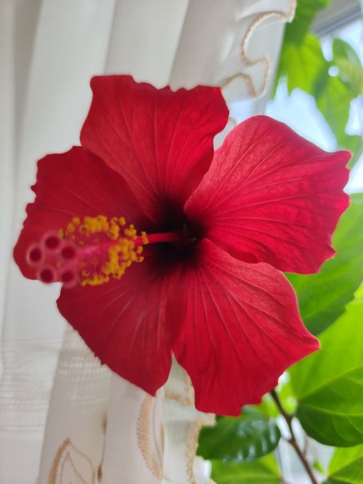 Продам цветок гибискус