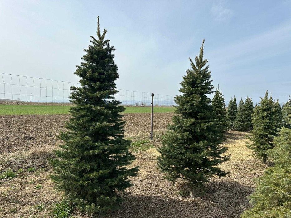 Brazi Normandieni Naturali Selectați – Transport și Montaj Asigurat