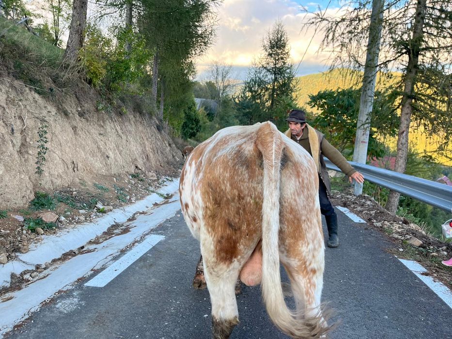 Taur de vanzare frumos