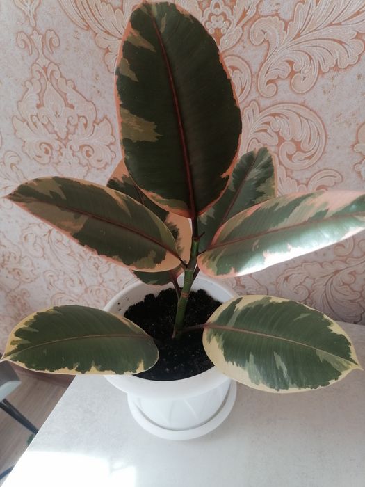 Комнатные растения