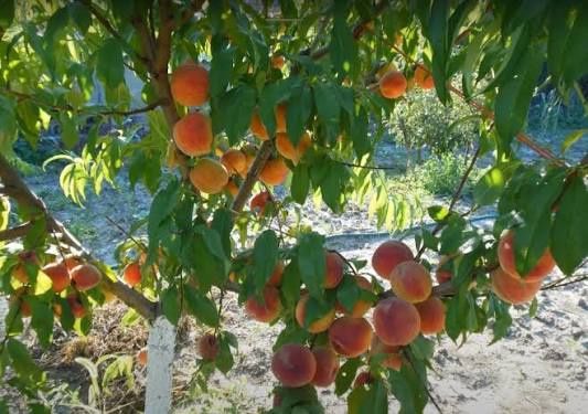 Piersici pitici Triumf