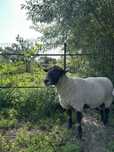 Berbec rasa Suffolk